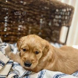 Lilac - Golden female Golden Retriever puppy in Fruitland, Idaho from Bethel Retrievers