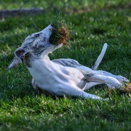 Whippet Puppies from Winstar Whippets