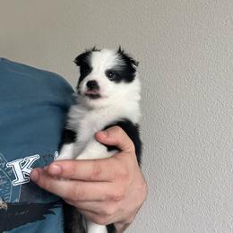 Nori - Black tri male Toy Australian Shepherd puppy in Georgetown, Texas from Minikin Manor
