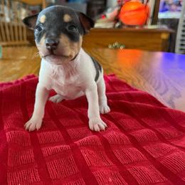Pup G - White black and tan female Toy Fox Terrier puppy in Clermont, Florida from Debbie Hiles's Toy Fox Terriers