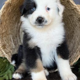 Flick-has tail-many videos - Black tri-color male Australian Shepherd puppy in Troy, South Carolina from Australian Shepherds of 3/W Farms
