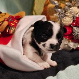 Cane Corso and Chihuahua Puppies from Casadelopez Tails