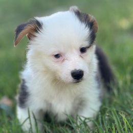 Ranger (fluffy) - Black and tan male American Corgi puppy in East Oakdale, California from Rhettro Kennels