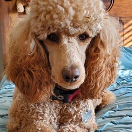 Poodles from M and M Standard Poodles