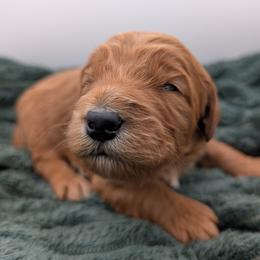 Red - Red  male Goldendoodle puppy in Midland, North Carolina from Alger Farm, LLC