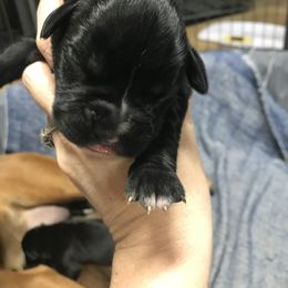 Boy 3 - Boxer puppy in Henderson, Tennessee from Vom Broadvalley