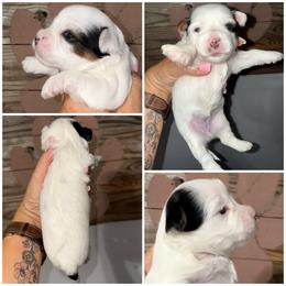 Midge - Black & tan tri-color female Morkie puppy in Cleveland, Tennessee from Moody’s Morkies and More