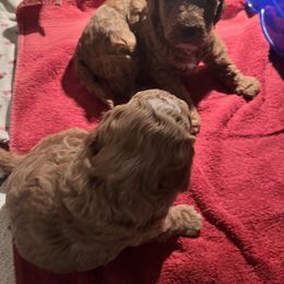 Aussiedoodle Puppies from Our Puppy World - the 3Js