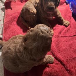 Aussiedoodle Puppies from Our Puppy World - the 3Js