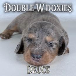 DEUCE - Dapple male Dachshund puppy in Alto, Texas from Double W Doxies