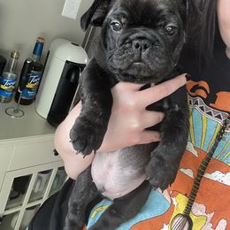 French Bulldog Puppies from Divine Crown French Bulldogs