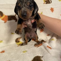 Minnie boy - Dapple male Dachshund puppy in Springfield, Tennessee from Savannah’s Doxie Palace