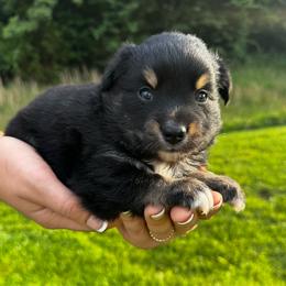 Breve - Black tri female Miniature Australian Shepherd puppy in Mount Carmel, Tennessee from Hill Top Mini Aussies