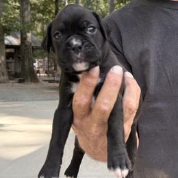 Belle - Brindle female Boxer puppy in Taft, Tennessee from Hillbillie Boxers