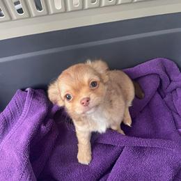 Chihuahua Puppies from Cloud9 Chihuahuas