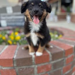 Leonard - Black tri male Toy Australian Shepherd puppy in Mount Airy, Georgia from North Georgia Gems