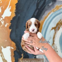 Archer - Red  male Goldendoodle puppy in Orangevale, California from Ugly Dad Doodles