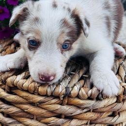 Boy 3 - red merle tri - Red merle male Border Collie puppy in Minden, Iowa from Rocking N Registered Border Collies & Labradors