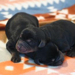 Girl 5 - Black and rust female Doberman Pinscher puppy in Overton, Texas from Obsidian Kennel