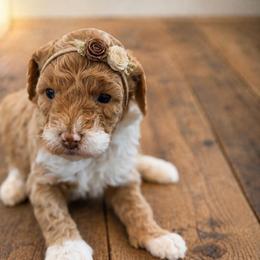 Dixie - Yellow and white female Bernedoodle puppy in Santa Barbara, California from K+C Doodles