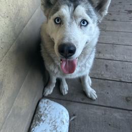 Karma - Siberian Husky