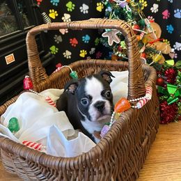 Stanley - Black and white male Boston Terrier puppy in Star, North Carolina from Meatloaf's Boston