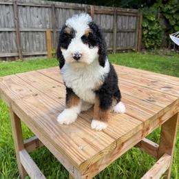Meadow (Pink Collar) - Tri-color female Bernedoodle puppy in Palmetto Bay, Florida from SOMIDOODLES