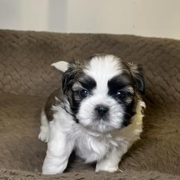 Boy 4 - Silver and white male Shih Tzu puppy in Lynnwood, Washington from Caroline's Shih Tzus