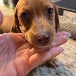 Red dapple girl - Dapple female Dachshund puppy in Woodward, Oklahoma from Wiener Dreams Dachshunds
