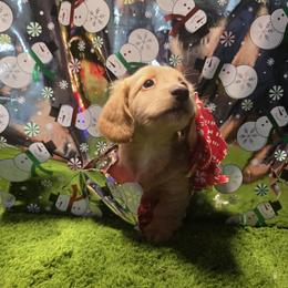 Teddy - Cream male Dachshund puppy in Florida from Doxie Rugrats