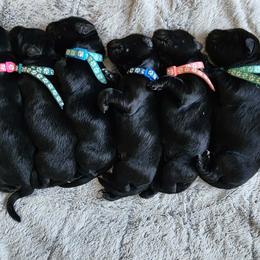 German Shepherd Puppies from Von WestLynn German Shepherds