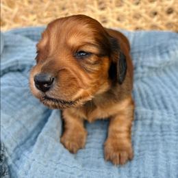 Phillip-AKC . PRA clear - Red male Dachshund puppy in Dover, Oklahoma from Freckles and Furballs