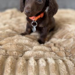 Cockapoo, Dachshund, Miniature Schnauzer, and Yorkshire Terrier Puppies from LUXEYPUPS