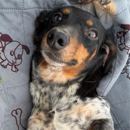Sheila - Dachshund