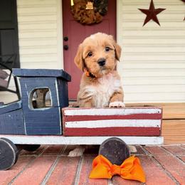 Boss Baby - Red  male Goldendoodle puppy in Rose Hill, North Carolina from Red Door Canines