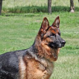 German Shepherds from vom Sippel Shepherds