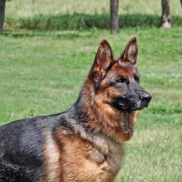 German Shepherds from vom Sippel Shepherds