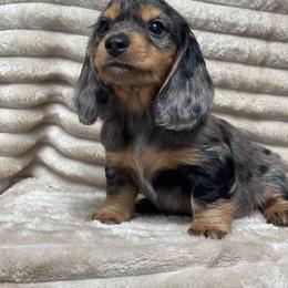 Amo - Dapple male Dachshund puppy in Murrieta, California from Dash of Love