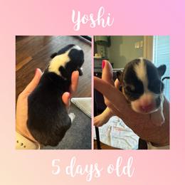 Yoshi - Black and tan female Pembroke Welsh Corgi puppy in Dickinson, Texas from Careaga Farms