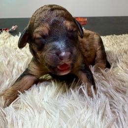 Almond joy - Sable male Poodle puppy in Lakeland, Florida from Gulfside Poodles