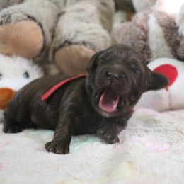 Cockapoo Puppies from JP Cockapoos LLC