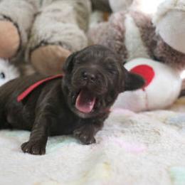 Cockapoo Puppies from JP Cockapoos LLC