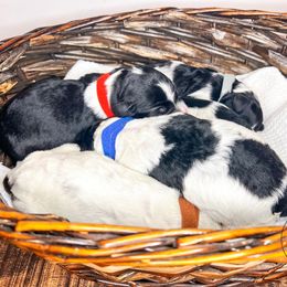 Labradoodle and Poodle Puppies from Lake City Poodles & Doodles