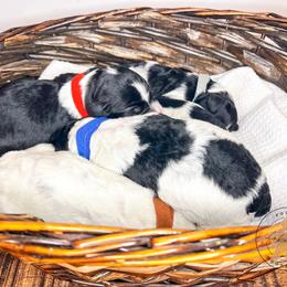 Labradoodle and Poodle Puppies from Lake City Poodles & Doodles