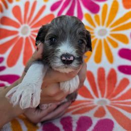 Phoenix - Blue merle and white female Sheepadoodle puppy in Owensville, Missouri from Oak Valley Kennels