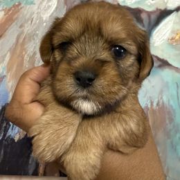Josey - Black and gold female Shorkie puppy in Florida from Shorkie Land