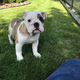 Belva - Fawn brindle and white female Bulldog puppy in Laurel, Montana from Bull Mountain Bulldogs