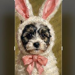 Scout - Tri-color male Coton de Tulear puppy in Freeport, Texas from H❤️PE COTONS