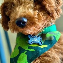 Poodles from Cordova Poodles