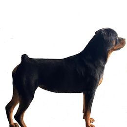 Misty - Rottweiler